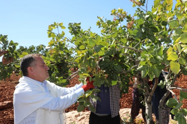 Başkan Doğan, Antep Fıstığı hasadına katıldı