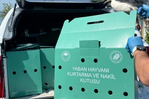 Yaralı martıya DKMP Müdürü Fahrettin Ulu’dan Şefkat Eli