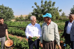Şahinbey’den çiftçilere 53 milyondan fazla fide desteği.